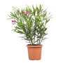 Oleander struik